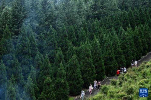 青山在线观看,探索网络世界的绿色之旅 第2张 青山在线观看,探索网络世界的绿色之旅 第2张