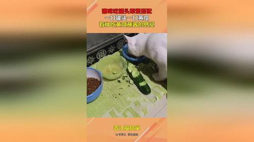 娱乐吃瓜酱罐头视频下载,揭秘热门娱乐瞬间  第2张