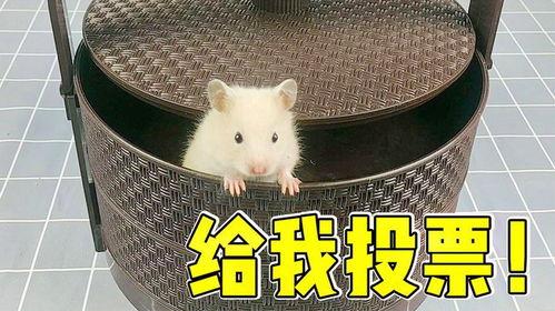 新赛季爆料小仓鼠视频大全,小仓鼠视频大全精彩抢先看