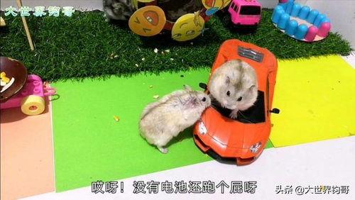 新赛季爆料小仓鼠视频大全,小仓鼠视频大全精彩抢先看  第3张