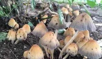 蘑菇视频吃瓜爆料在线招商,吃瓜爆料背后的在线招商风云 第2张 蘑菇视频吃瓜爆料在线招商,吃瓜爆料背后的在线招商风云 第2张