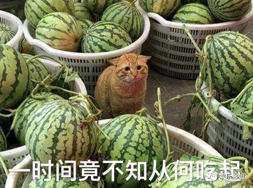 网红爆料吃瓜入口,揭秘吃瓜界的入口秘籍! 第3张 网红爆料吃瓜入口,揭秘吃瓜界的入口秘籍! 第3张
