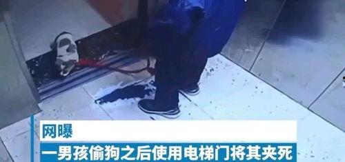 打电话的小男孩爆料视频,揭秘事件背后惊人真相 第2张 打电话的小男孩爆料视频,揭秘事件背后惊人真相 第2张