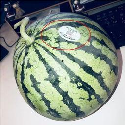 河津网红吃瓜,揭秘幕后故事与热门话题