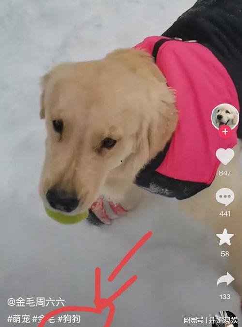 宠物女娲爆料视频大全集,揭秘萌宠背后的神奇故事 第3张 宠物女娲爆料视频大全集,揭秘萌宠背后的神奇故事 第3张