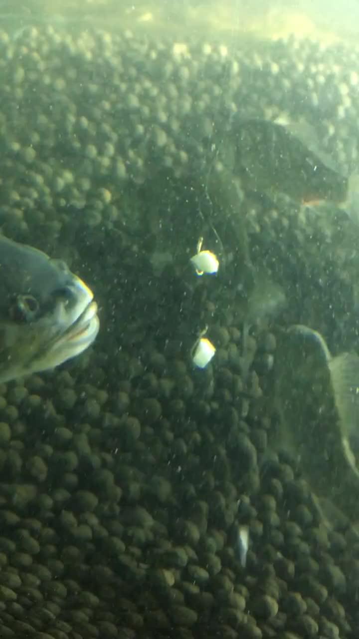 抠鱼鳃吃瓜视频大全免费观看,抠鱼鳃吃瓜视频大全，趣味无限，笑料横生！
