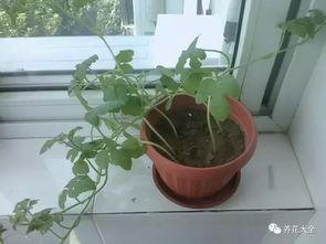 吃瓜娱乐圈花盆,揭秘明星们的“秘密花园” 第1张 吃瓜娱乐圈花盆,揭秘明星们的“秘密花园” 第1张