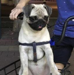 巴哥爆料线索是真的吗视频,视频内容深度分析  第3张