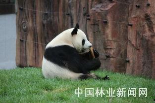 熊猫之梦在线观看,在线观看之旅，探索自然奇观与心灵之旅