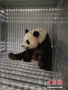 熊猫之梦在线观看,在线观看之旅，探索自然奇观与心灵之旅  第2张