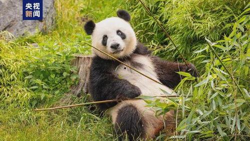 熊猫之梦在线观看,在线观看之旅，探索自然奇观与心灵之旅  第3张