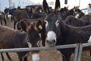 二驴和阿伊最新爆料,揭秘娱乐圈幕后真相