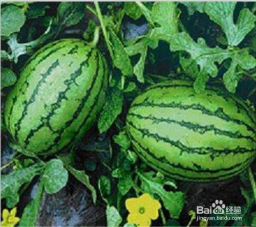 杭州网红打架吃瓜是谁,吃瓜群众围观背后的真相揭晓  第2张