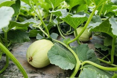 韩城吃瓜事件网红男女,网红男女的争议瞬间  第2张