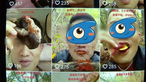 野生菌爆料视频大全集播放,探寻菌林奥秘，尽享美味之旅