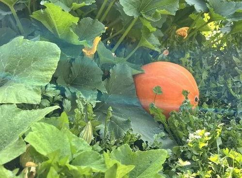 四川吃瓜网红事件,网络舆论的风暴与反思  第2张