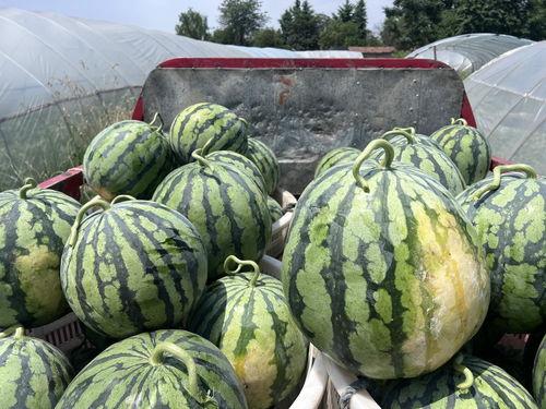 四川吃瓜网红事件,网络舆论的风暴与反思  第3张