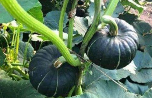 网红免费吃瓜视频,揭秘幕后真相与娱乐效应