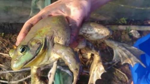 牛蛙饲养爆料怎么做的视频,跟随视频学习养殖技巧