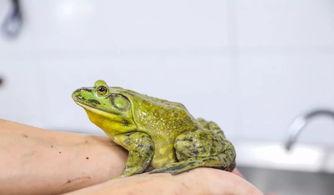 牛蛙饲养爆料怎么做的视频,跟随视频学习养殖技巧  第2张 牛蛙饲养爆料怎么做的视频,跟随视频学习养殖技巧  第2张