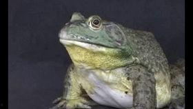 牛蛙饲养爆料怎么做的视频,跟随视频学习养殖技巧  第3张 牛蛙饲养爆料怎么做的视频,跟随视频学习养殖技巧  第3张