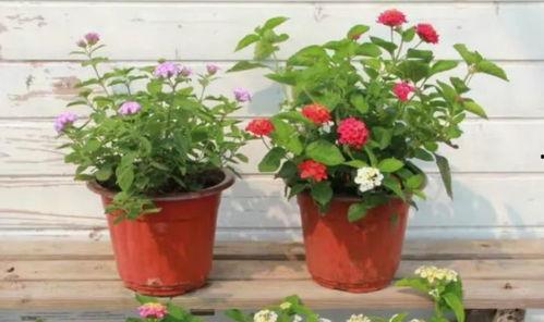 夏威夷机场爆料视频最新,最新爆料视频揭秘! 第2张 夏威夷机场爆料视频最新,最新爆料视频揭秘! 第2张