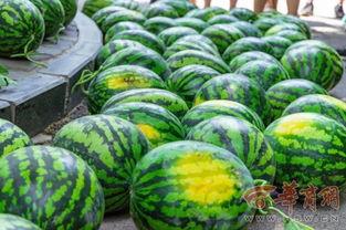 免费吃瓜连接学校,校园里的甜蜜诱惑与知识盛宴 第2张 免费吃瓜连接学校,校园里的甜蜜诱惑与知识盛宴 第2张