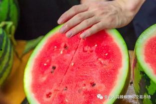 免费吃瓜连接学校,校园里的甜蜜诱惑与知识盛宴 第3张 免费吃瓜连接学校,校园里的甜蜜诱惑与知识盛宴 第3张